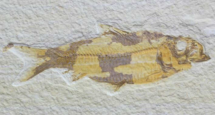 Knightia Fossil Fish - Wyoming #59827